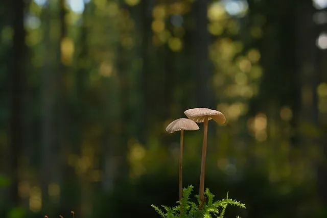 Free Mushrooms Forest photo and picture