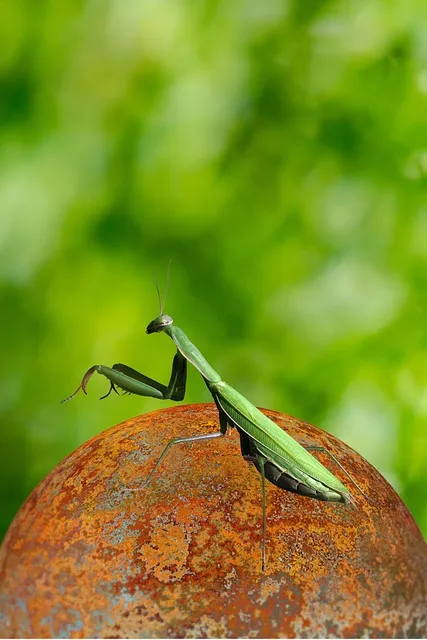 Free Praying Mantis Samsung Wallpaper photo and picture