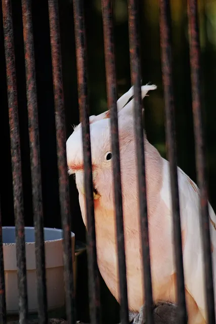 Free Bird Samsung Wallpaper photo and picture