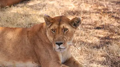 Free Kenya Africa photo and picture