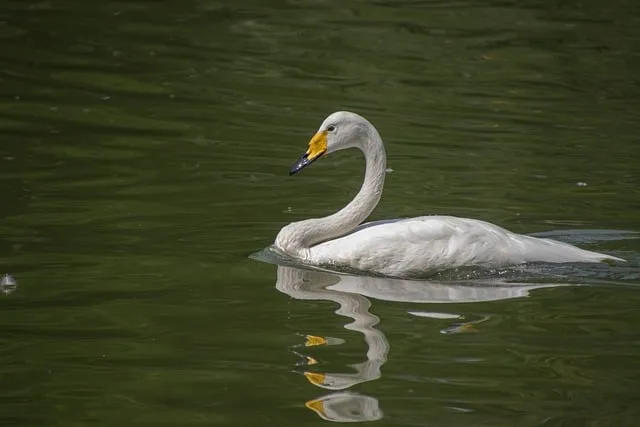 Free Swan Bird photo and picture