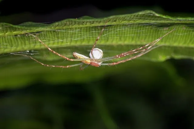 Free Spider Nature photo and picture