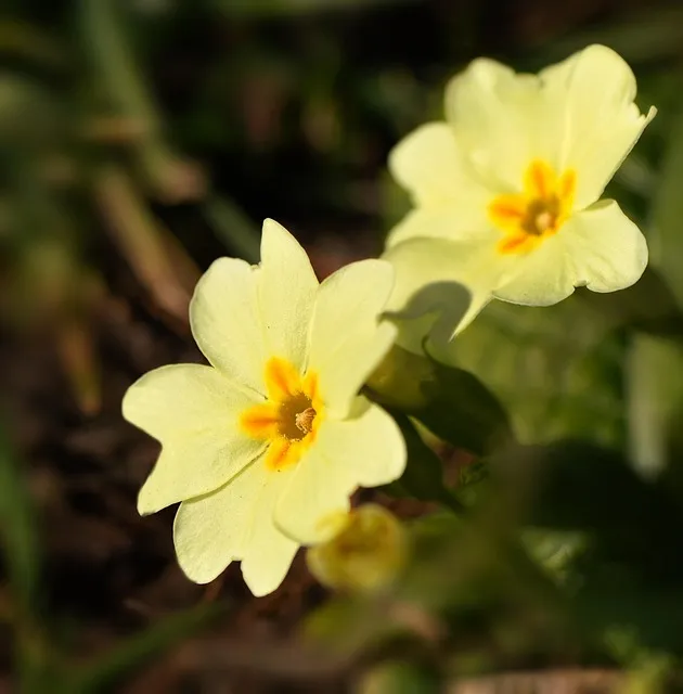Free Flower Primrose photo and picture