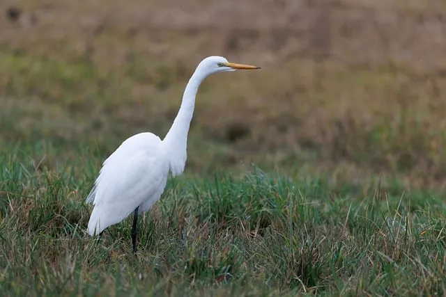 Free Egret Wildlife photo and picture