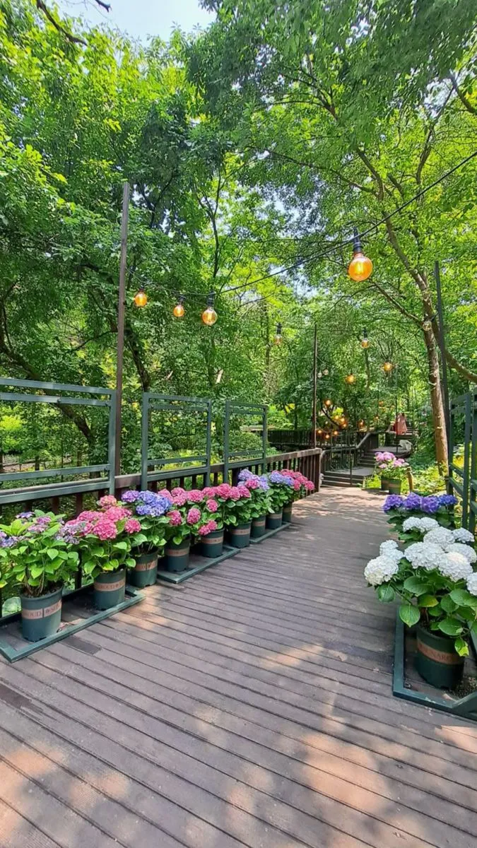 many potted flowers are lined up on the wooden deck in front of some trees