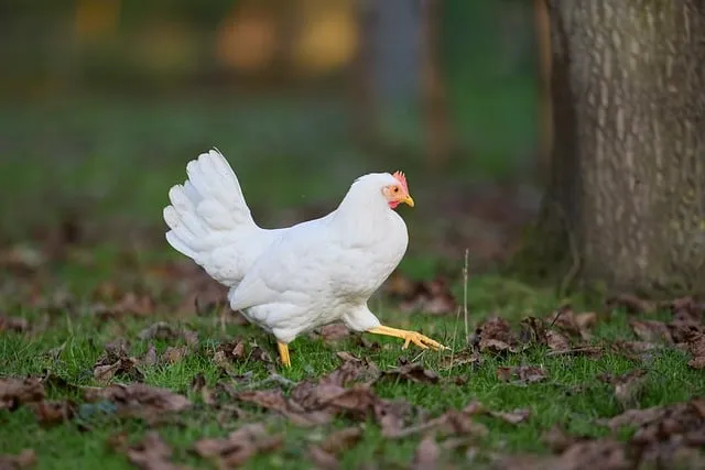 Free Chicken Them photo and picture