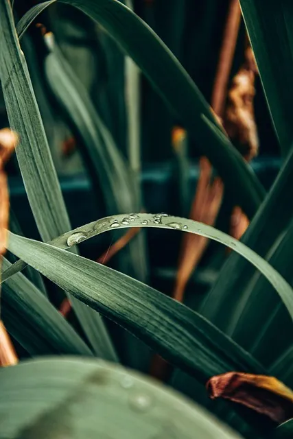 Free Leaves Mobile Wallpaper 4K photo and picture