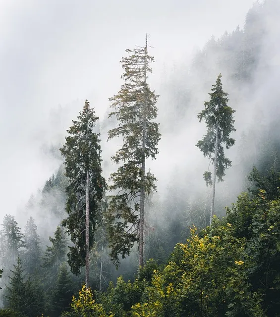 Free Fog Forest photo and picture