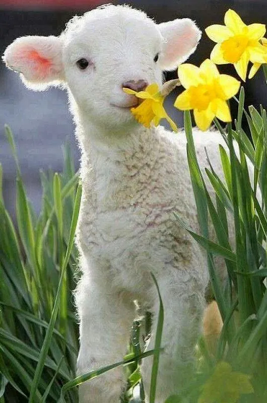 a baby lamb standing in the grass with daffodils