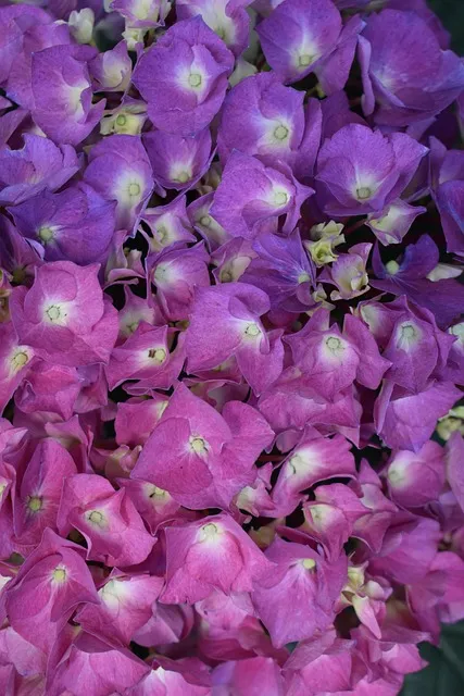 Free Flower Phone Wallpaper photo and picture