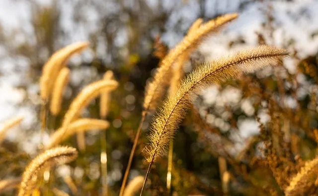 Free Grass Morning photo and picture