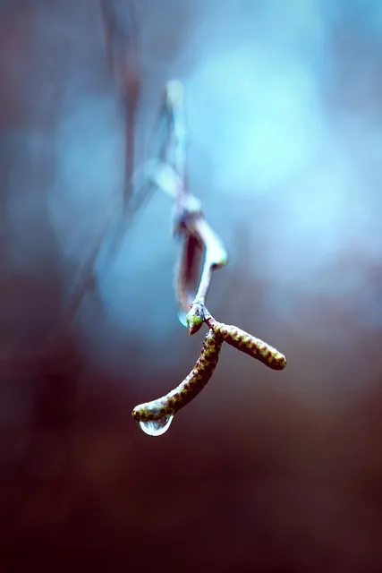 Free Macro Mobile Wallpaper 4K photo and picture