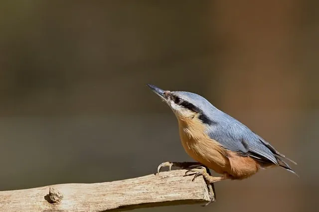 Free Nuthatch Bird photo and picture