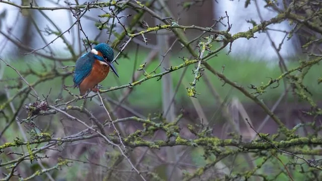 Free Bird Kingfisher photo and picture