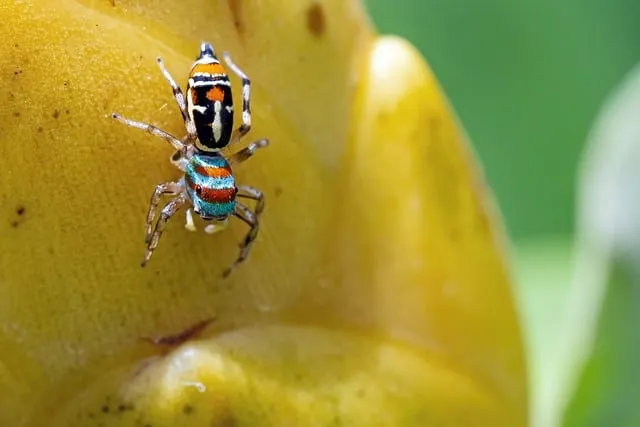 Free Spider Nature photo and picture