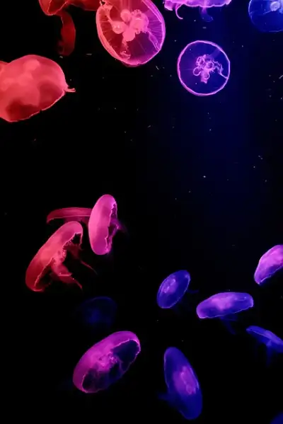 Free Jellyfish Jelly Fish photo and picture