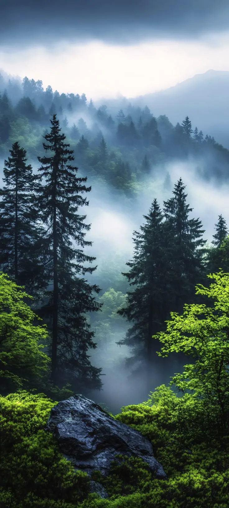 foggy forest with trees and rocks in the foreground, surrounded by low lying clouds