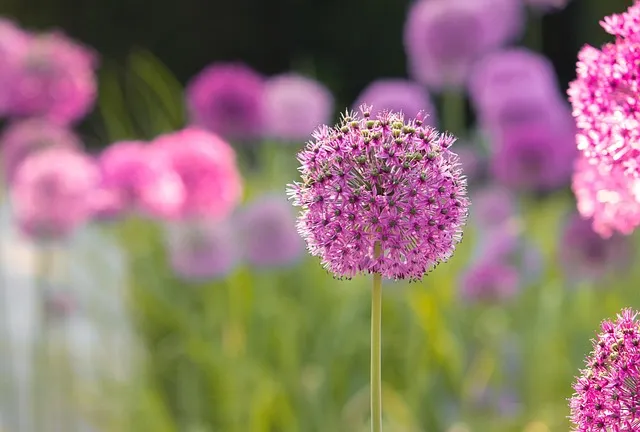 Free Spherical Flower Ornamental Onion photo and picture