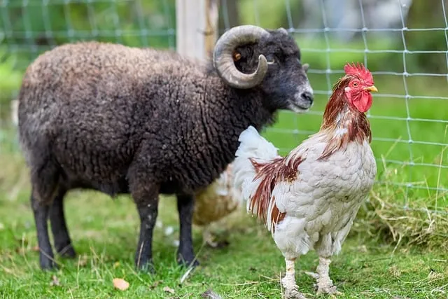 Free Haan Sheep photo and picture