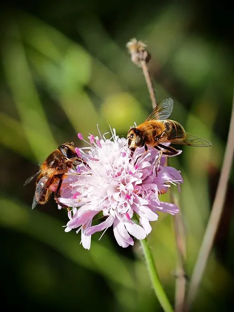 Free Hover Flies Flower photo and picture