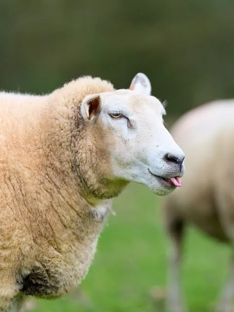 Free Sheep Animal photo and picture