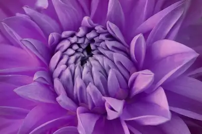 Free Dahlia Lilac Flower photo and picture