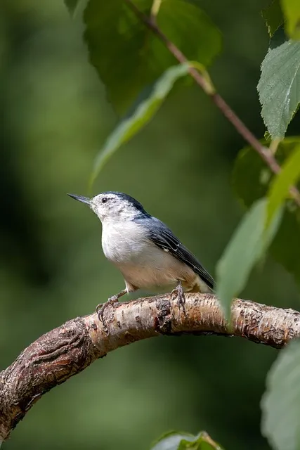 Free Wallpaper Bird photo and picture