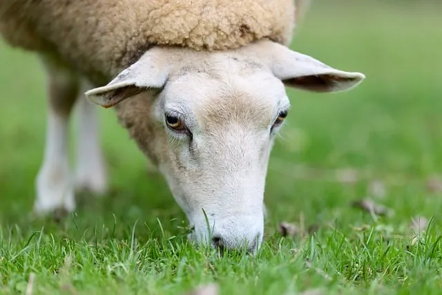 Free Sheep Animal photo and picture