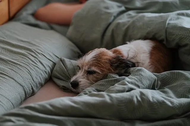 Free Dog Domestic Animal photo and picture