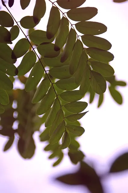 Free Holidays Mobile Wallpaper 4K photo and picture