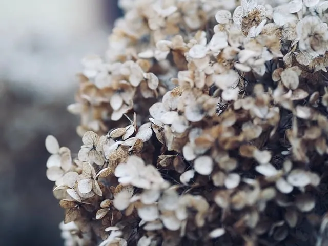 Free Winter Nature photo and picture