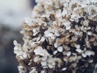 Free Winter Nature photo and picture