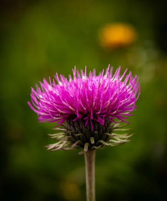 Free Thistle Iphone Wallpaper photo and picture