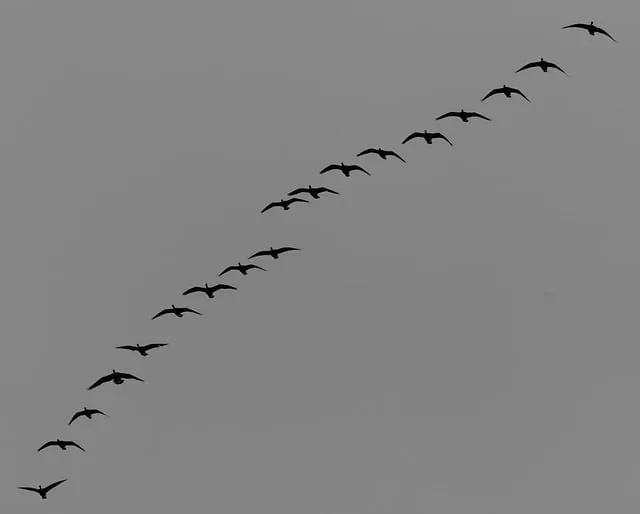 Free Cranes Birds photo and picture