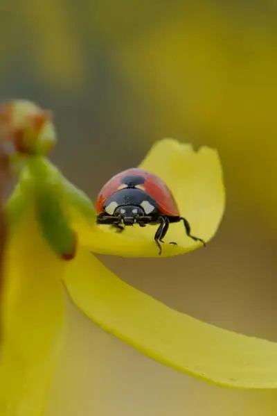 Free Ladybug Ladybird Beetle photo and picture