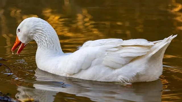 Free Goose Water photo and picture