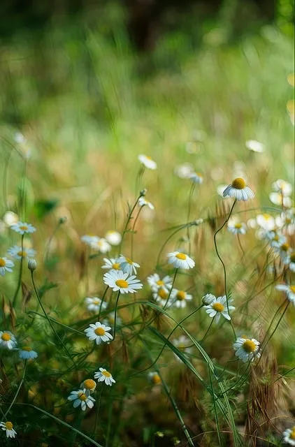 Free Chamomile Flowers photo and picture
