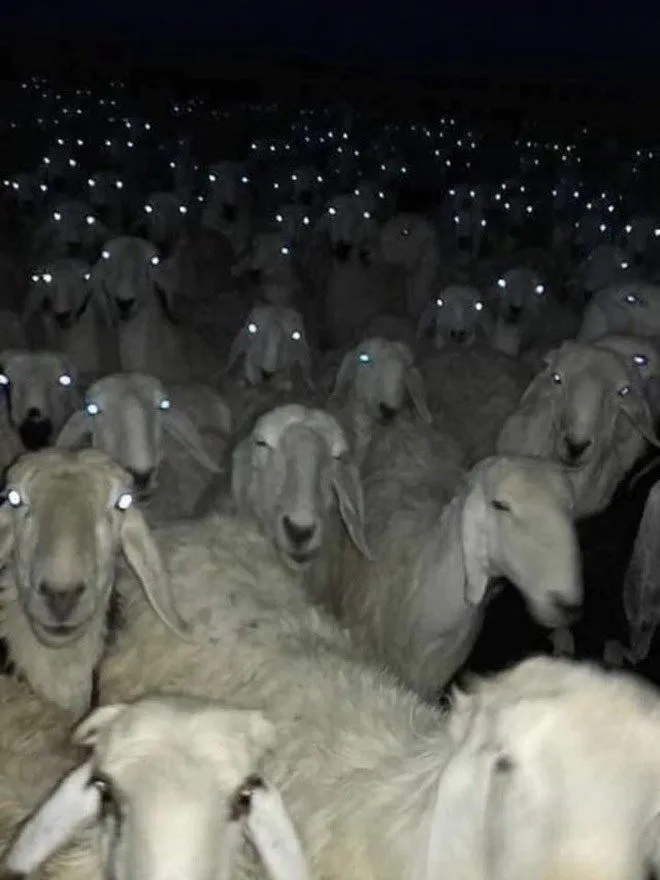 Running Into a Herd Of Sheep At Night Could Be Quite Terrifying