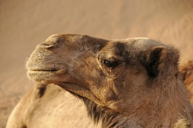 Free Morocco Camel photo and picture