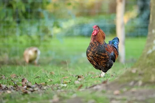 Free Haan Chicken photo and picture