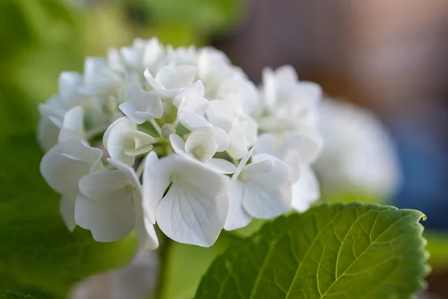 Free Flower Hydrangea photo and picture