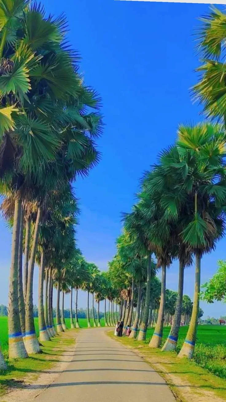 palm trees line the side of a road in front of green fields and blue sky