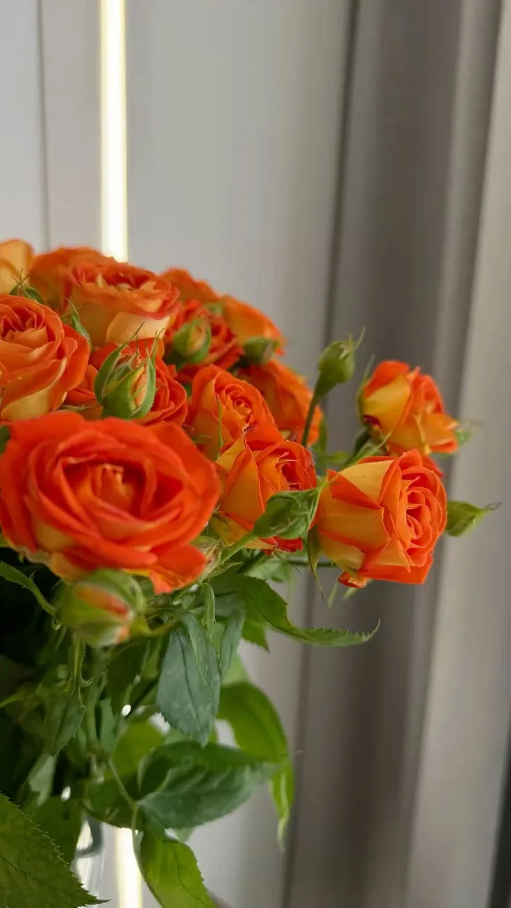 flowers rose / розы