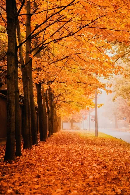 Free Nature Wallpaper Mobile Wallpaper photo and picture