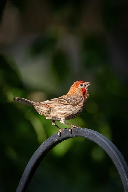 Free House Finch Bird photo and picture