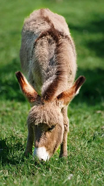 Free Donkey Foal photo and picture