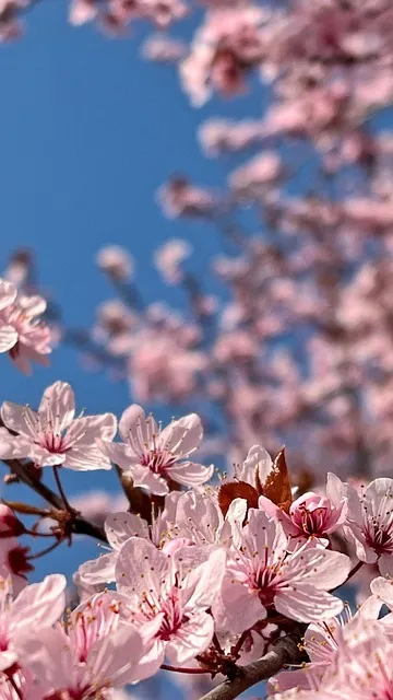 Free Cherry Blossoms Flowers photo and picture