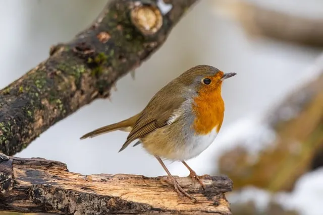 Free Robin Bird photo and picture