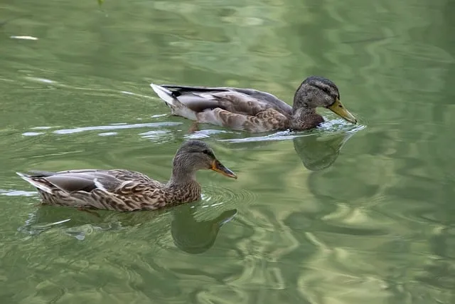 Free Mallard Animals photo and picture
