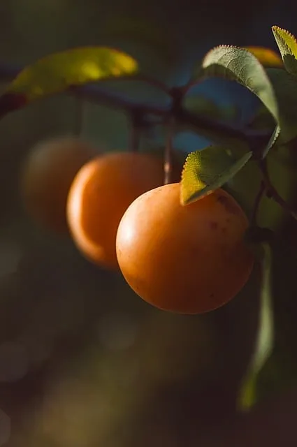 Free Fruit Cherry Plum photo and picture